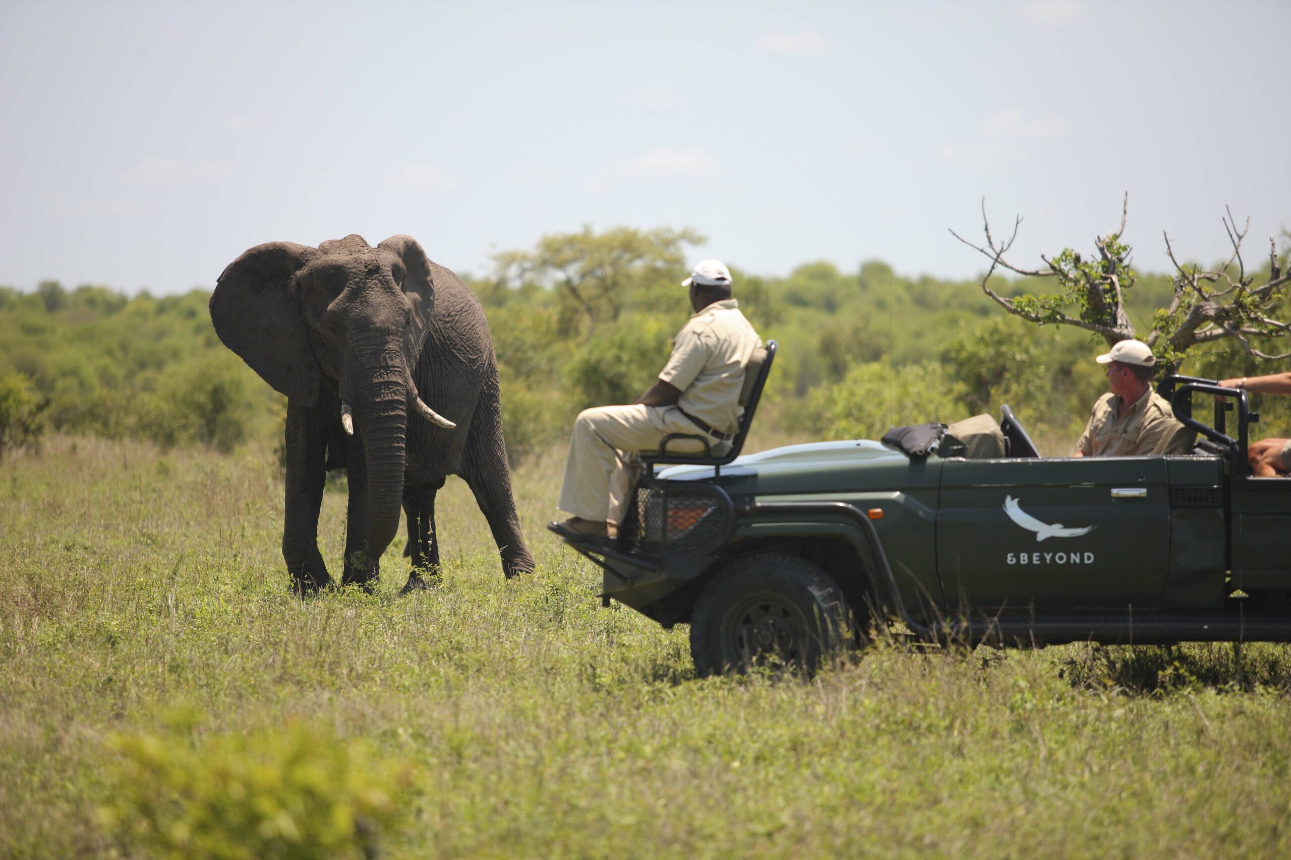 Elephant on Safari in Africa