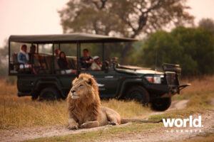 Sandibe lion