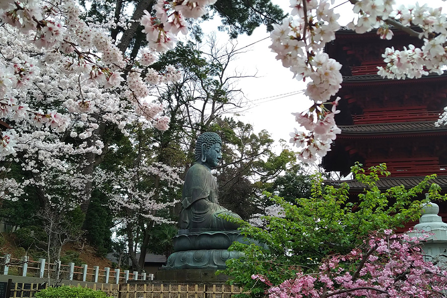Cherry Blossom Japan
