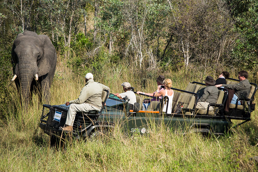 Elephant, Game Drive, Sabi Sabi Private Game Reserve