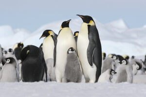 Penguins, Antarctica