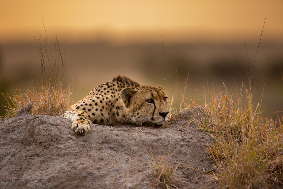 Sabi Sabi Private Game Reserve