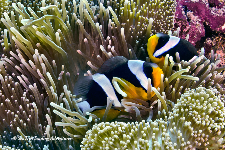 Jewels of Raja Ampat