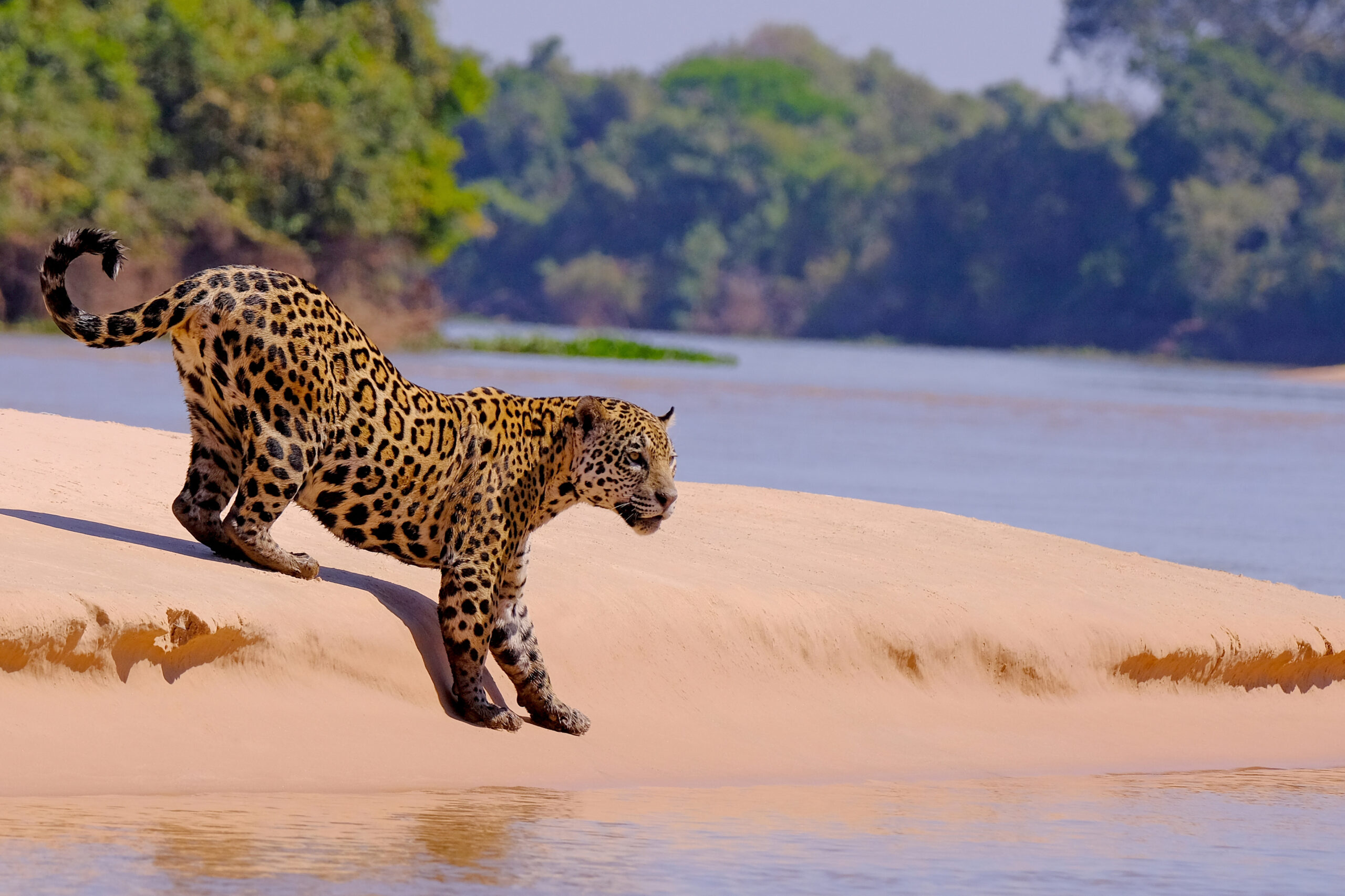 Jaguar on the hunt