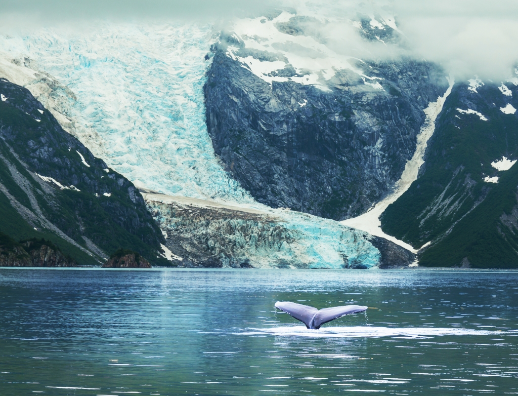 Whale tail, Juneau, Alaska