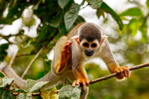Common Squirrel Monkey, New World Monkey, Playing In The Trees
