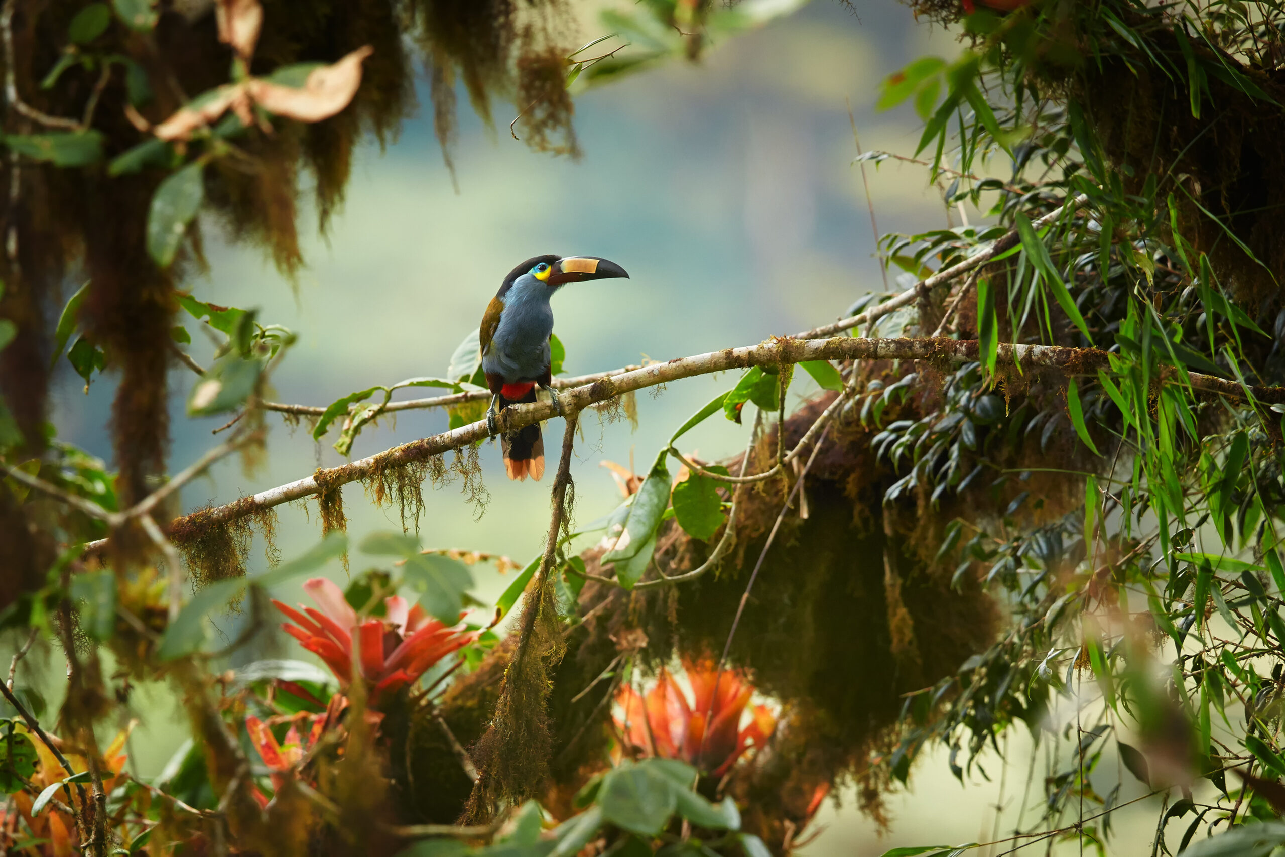 Plate-billed Mountain Toucan, Cloud Forest