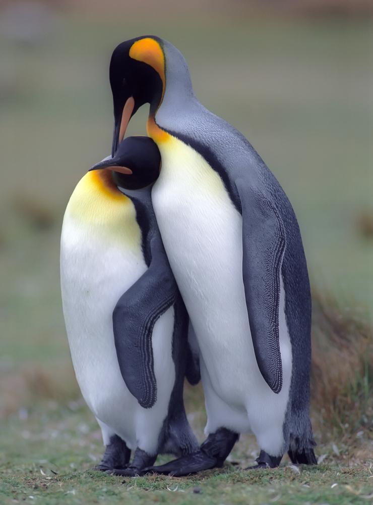 King Penguins, South Georgia