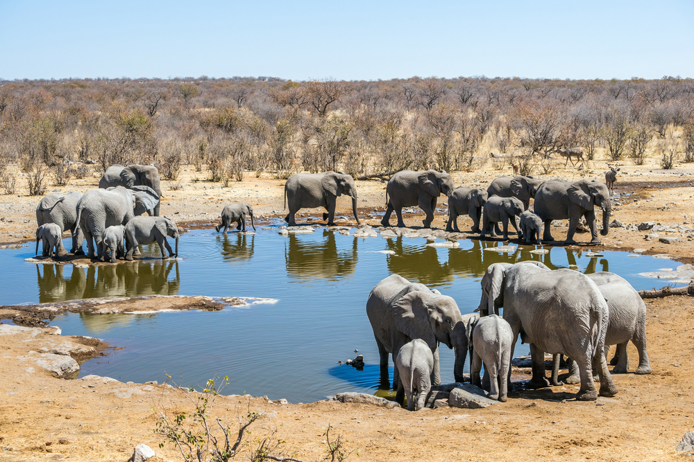 Elephants in Etosha National Park