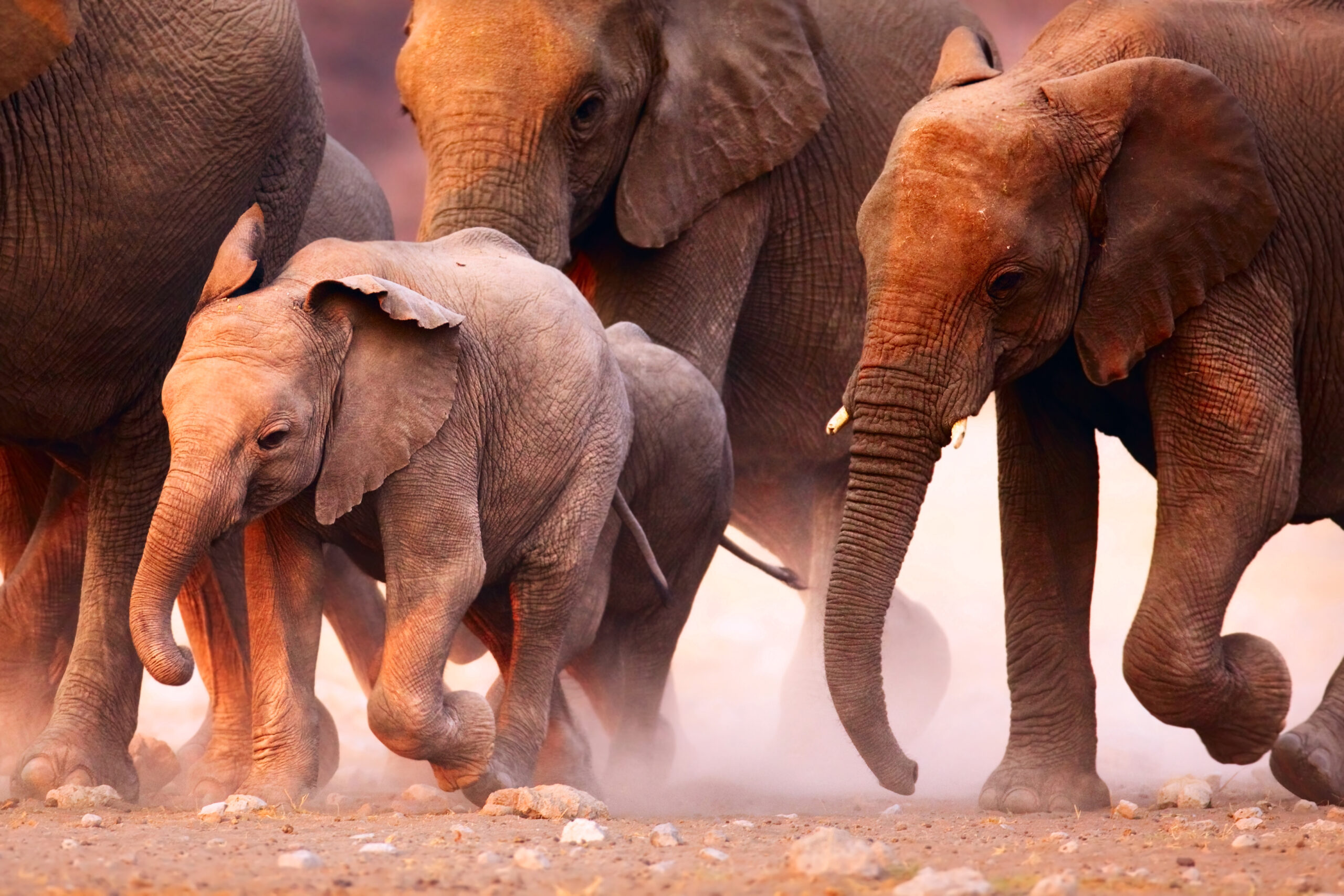Etosha National Park, Elephants