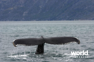 whale-tail-greenland