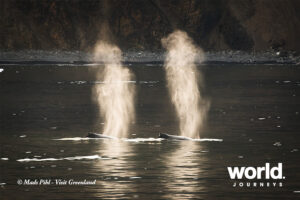 Fin Whales, Greenland