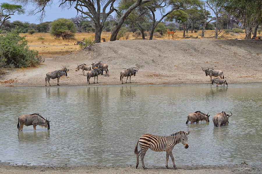 Jewels of Tarangire - World Journeys New Zealand